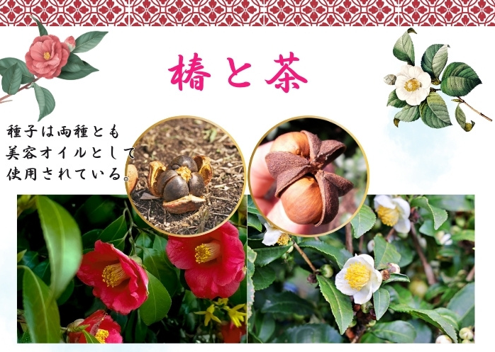家庭薬新聞