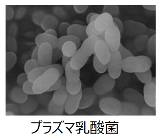 プラズマ乳酸菌の画像
