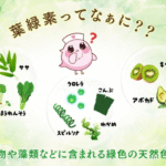 ふーちゃんと葉緑素の説明