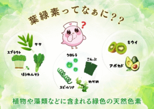 ふーちゃんと葉緑素の説明