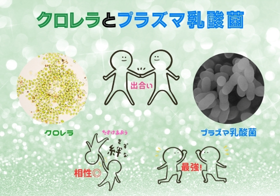 クロレラとプラズマ乳酸菌