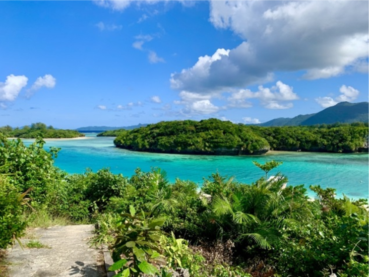 植物の驚きの知覚と⽣命⼒︕⾃然から学ぶ健康の秘密「メルマガ三洋11 ⽉7⽇号」No.121