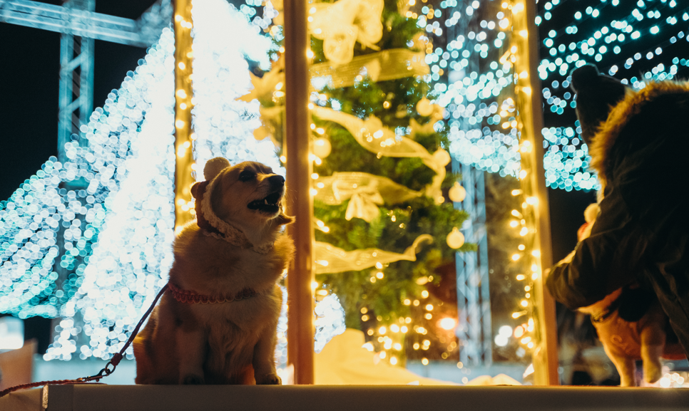 FUJIYAMADAYSイベント会場写真5 イルミネーションと犬