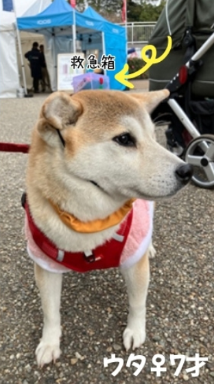 FUJIYAMADAYS 犬写真