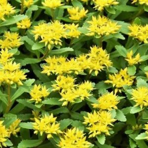 ロディオラ（イワベンケイ）は疲労感やストレスサポートで知られるハーブです