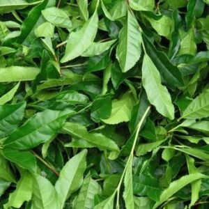 緑茶の葉にはアミノ酸のテアニンが含まれています